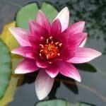 lotus flower