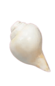 Blowing Of Shankh: A Must Ritual At The End Of Every Worship 1 shankha
